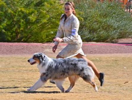 Unity | Australian Shepherds